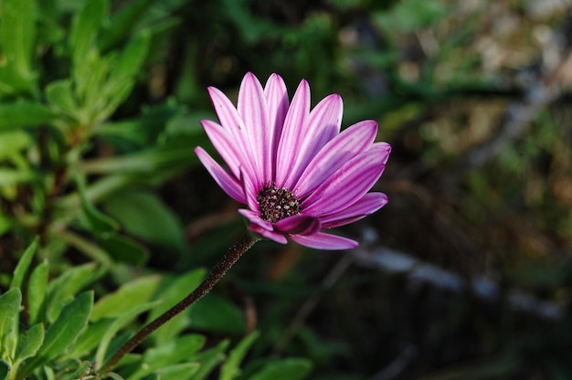 Foto nahaufnahme der rosa blume auf natur