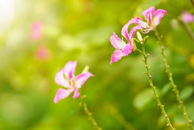 Nahaufnahme der rosa Blume und des grünen Blattes unter Sonnenlicht mit Kopienraum unter Verwendung des natürlichen Pflanzenlandschaftsökologie-Deckblattkonzepts des Hintergrundes