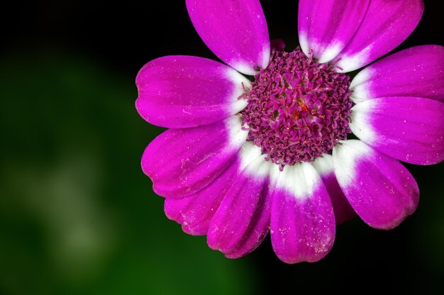 Nahaufnahme der rosa Blume