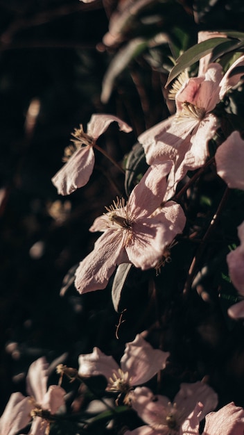 Nahaufnahme der rosa Blumen mit vier Blütenblättern im Frühjahr