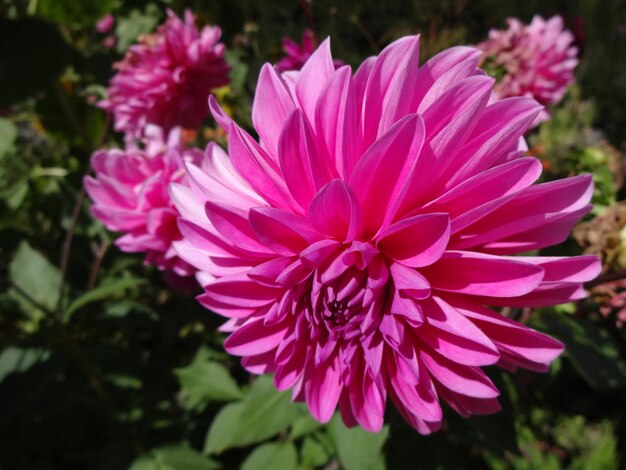 Foto nahaufnahme der rosa dahlia