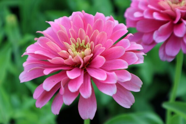 Nahaufnahme der rosa Dahlia