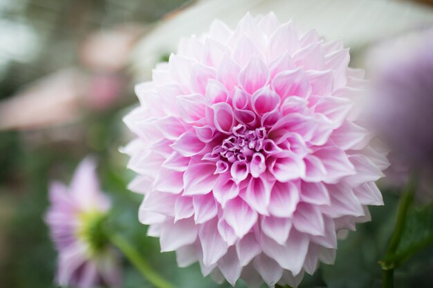 Foto nahaufnahme der rosa dahlia