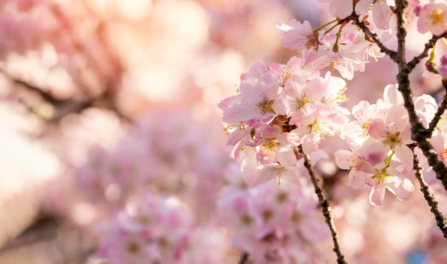 Nahaufnahme der rosa Kirschblüte an einem warmen Frühlingstag Schöne Naturszene mit blühendem Baum