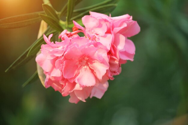 Foto nahaufnahme der rosa kirschblüte