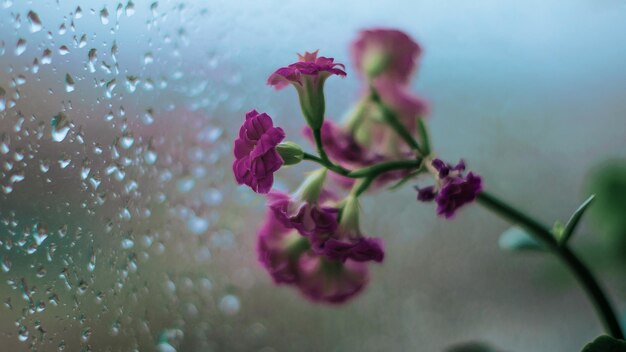 Foto nahaufnahme der rosa kirschblüte