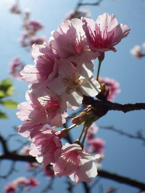 Foto nahaufnahme der rosa kirschblüte