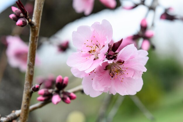 Nahaufnahme der rosa Kirschblüte