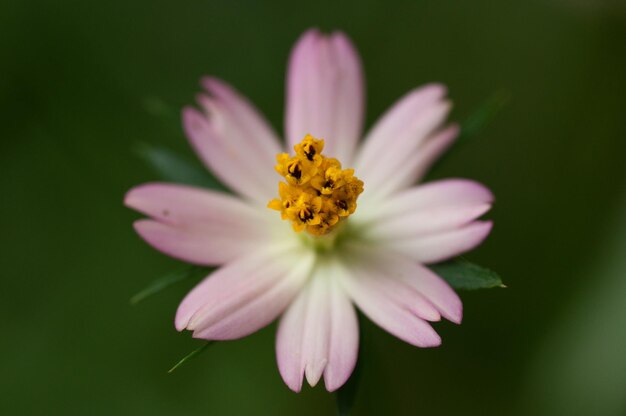 Foto nahaufnahme der rosa kosmosblume