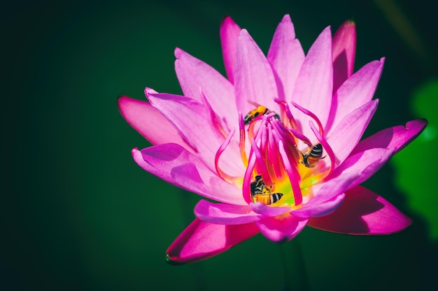 Nahaufnahme der rosa Lotusseerose, die auf grünem Naturhintergrund blüht