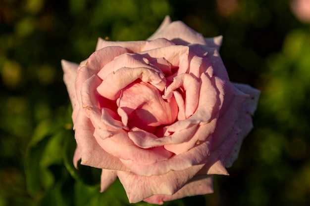 Nahaufnahme der rosa Rose Rose chinensis Auch bekannt als chinesische Rose