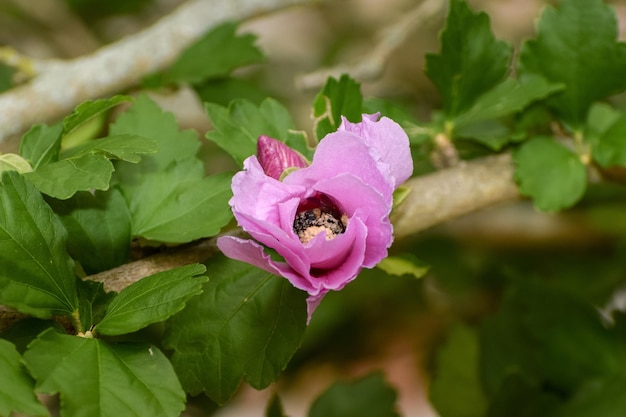 Foto nahaufnahme der rosa rosenpflanze