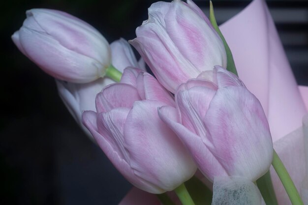 Nahaufnahme der rosa Tulpenblume