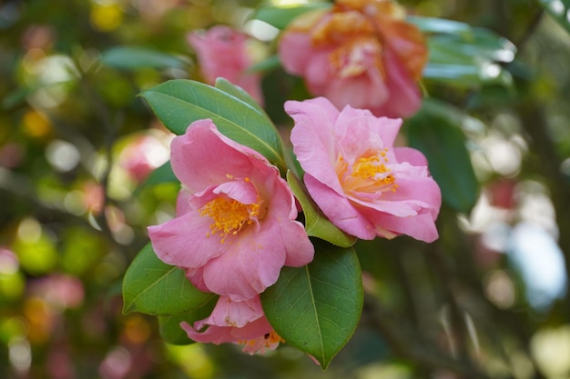 Nahaufnahme der rosafarbenen Blüten einer japanischen Kamelie