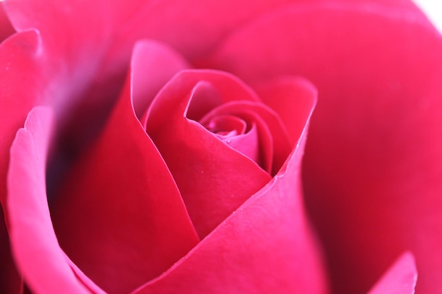 Nahaufnahme der rosafarbenen rötlichen Rosenblüte, die Blütenblätter sind wunderschön geschichtete Rosa