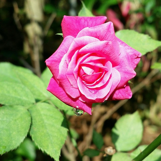 Foto nahaufnahme der rose