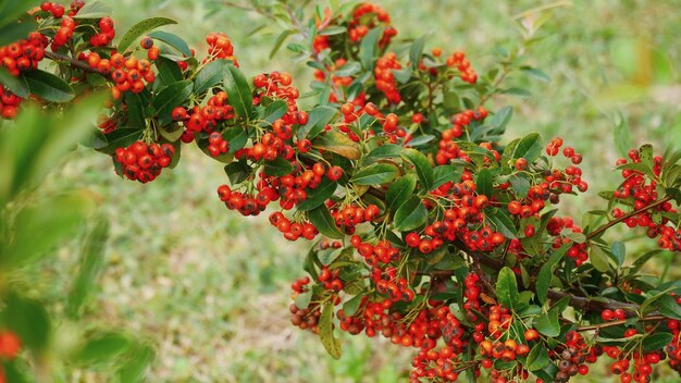 Foto nahaufnahme der roten beeren auf der pflanze