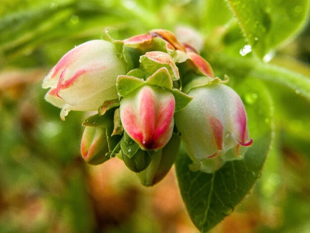 Nahaufnahme der roten Beeren auf der Pflanze