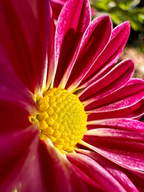 Nahaufnahme der roten Blume