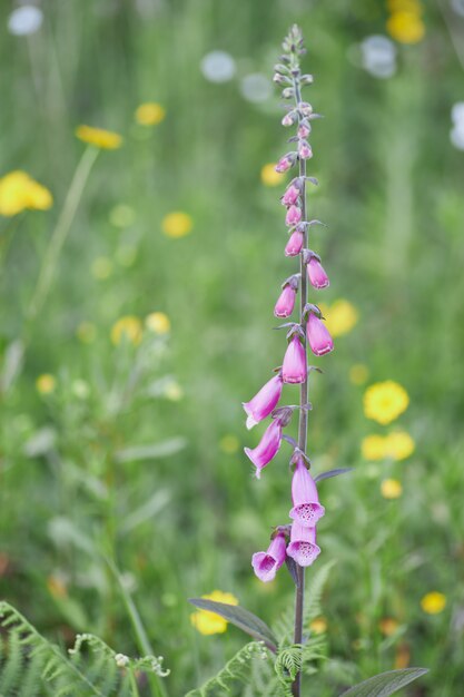 Nahaufnahme der roten Blumen auf grünem Hintergrund, Digitalis purpurea.