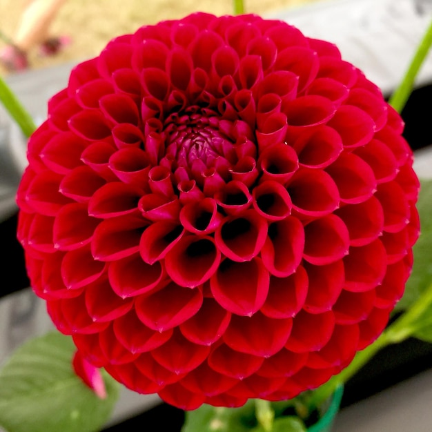 Foto nahaufnahme der roten dahlia