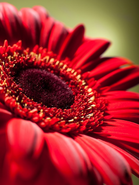 Foto nahaufnahme der roten gerbera.