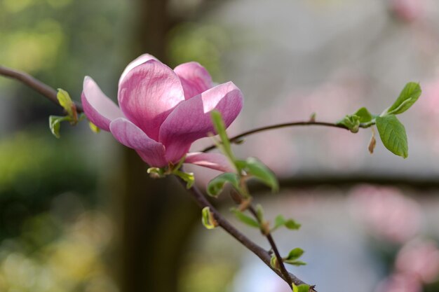 Nahaufnahme der roten Magnolienblüte