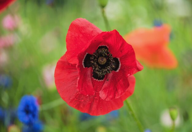 Nahaufnahme der roten Mohnblüte