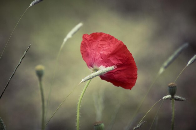 Foto nahaufnahme der roten mohnblüte