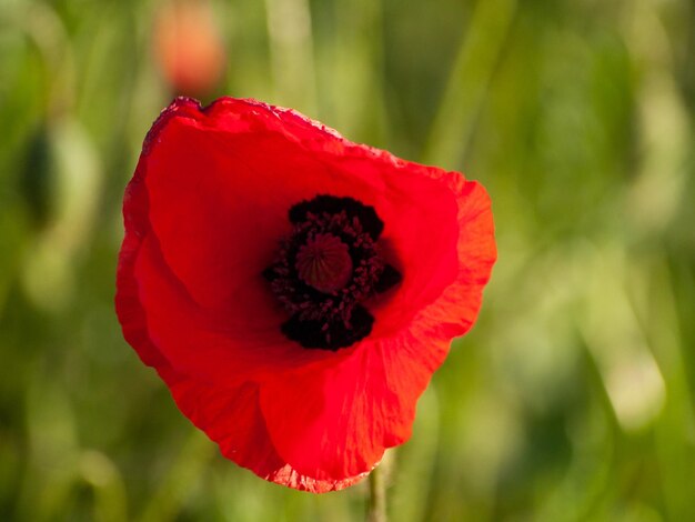 Foto nahaufnahme der roten mohnblüte