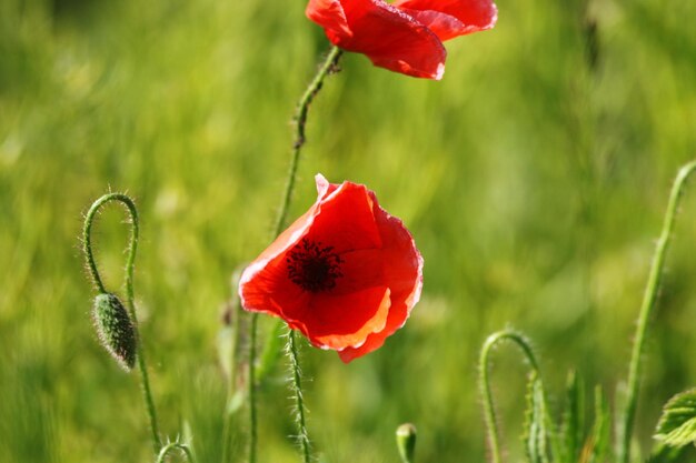 Foto nahaufnahme der roten mohnblume auf dem feld