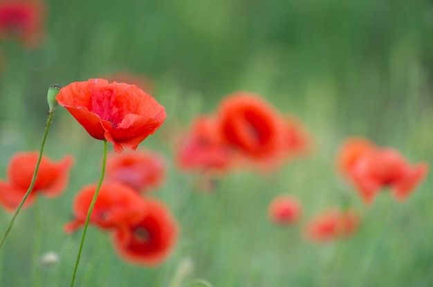 Nahaufnahme der roten Mohnblume auf Getreidefeld