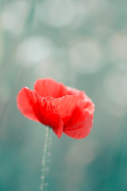 Nahaufnahme der roten Mohnblume Einzelnes Mohnblumen-Makrofoto