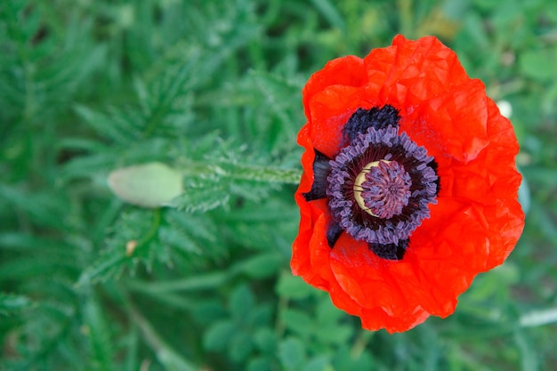 Nahaufnahme der roten Mohnblume im Garten Draufsicht auf Mohn mit grünem natürlichen Hintergrund