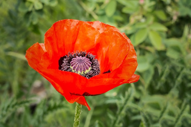 Nahaufnahme der roten Mohnblume im Garten