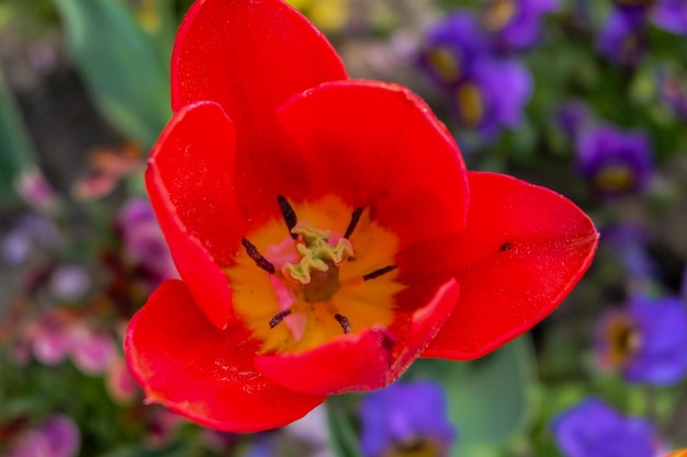 Nahaufnahme der roten Pollen-Tulpe-Blume