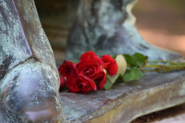 Nahaufnahme der roten Rose