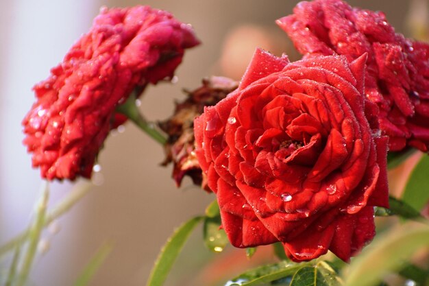 Foto nahaufnahme der roten rose