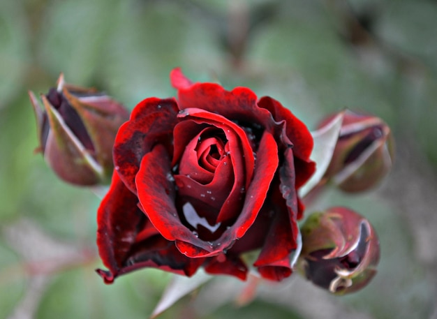 Foto nahaufnahme der roten rose