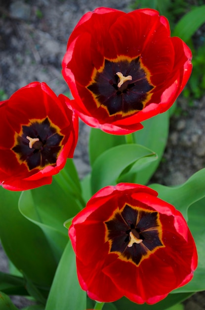 Nahaufnahme der roten Tulpen. Frühlingsblumen im Garten