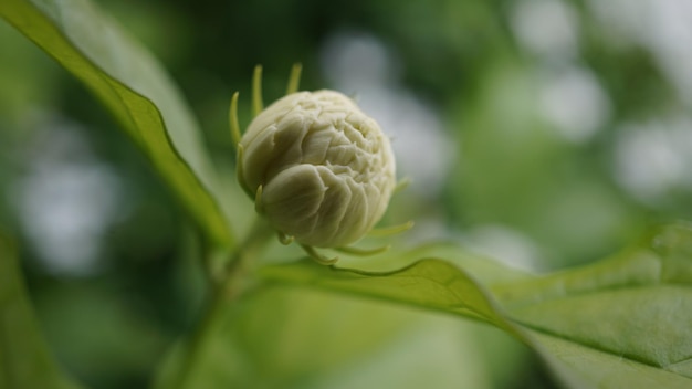 Foto nahaufnahme der schale auf der pflanze