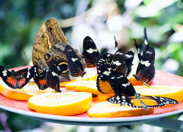 Nahaufnahme der Schmetterlinge, die geschnittene Zitrone im Garten genießen