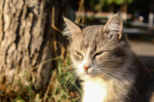 Nahaufnahme der Schnauze einer Katze. Haustier in der Natur.