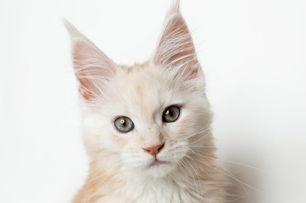 Nahaufnahme der Schnauze eines Maine Coon-Kätzchens, das die Kamera auf einem weißen Hintergrund untersucht