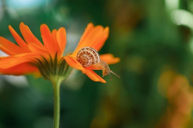 Nahaufnahme der Schnecke auf gelber Blume