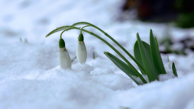 Nahaufnahme der schneebedeckten Anlage