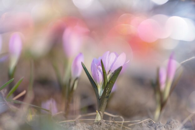 Nahaufnahme der schönen Blumen. Geeignet für floralen Hintergrund.