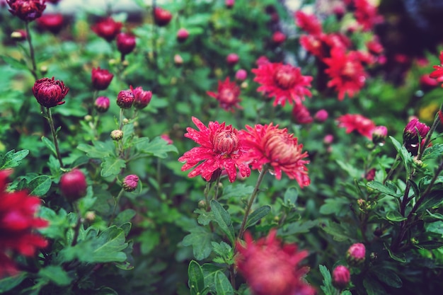 Nahaufnahme der schönen Blumen. Geeignet für floralen Hintergrund.