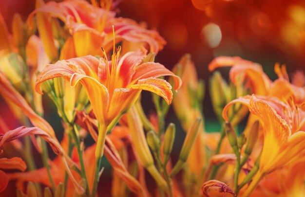 Nahaufnahme der schönen Blumen.