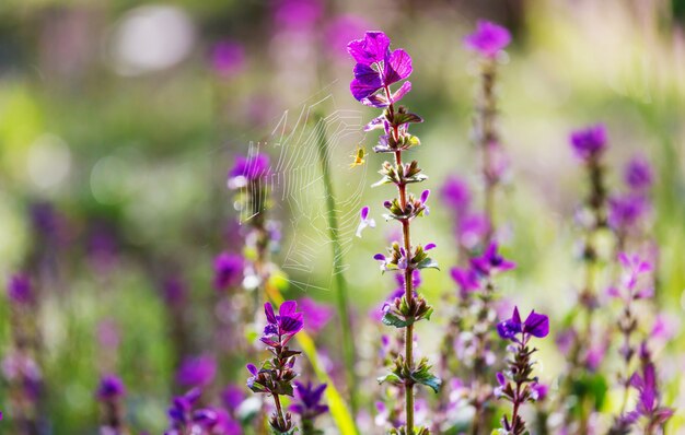 Nahaufnahme der schönen Blumen.